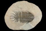 Bargain, Crotalocephalus Trilobite - Jorf, Morocco #171514-1